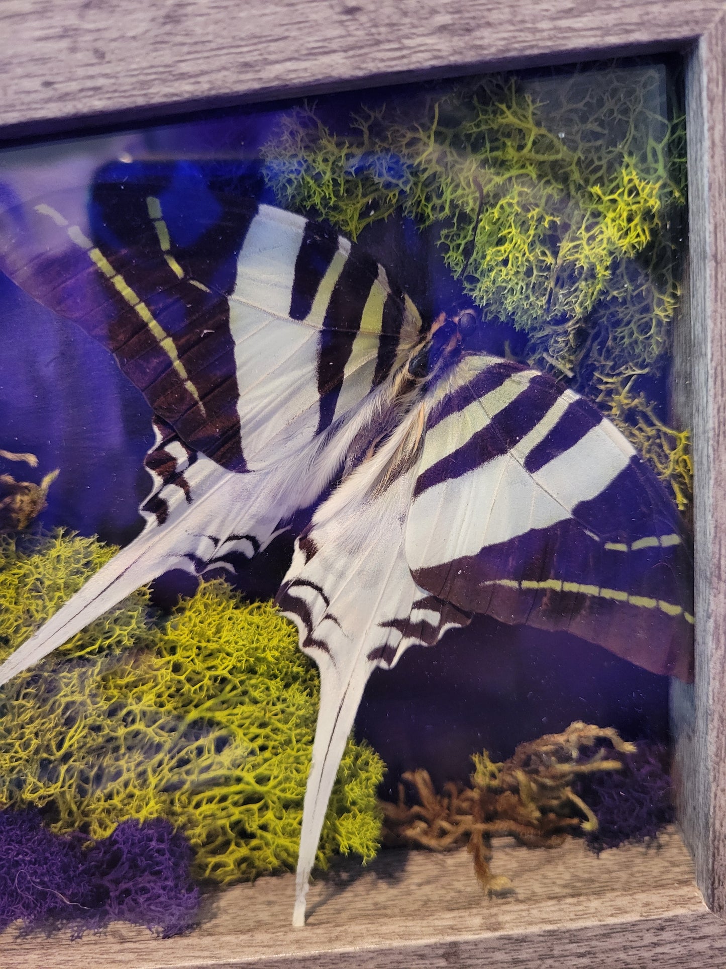 Swordtail Square